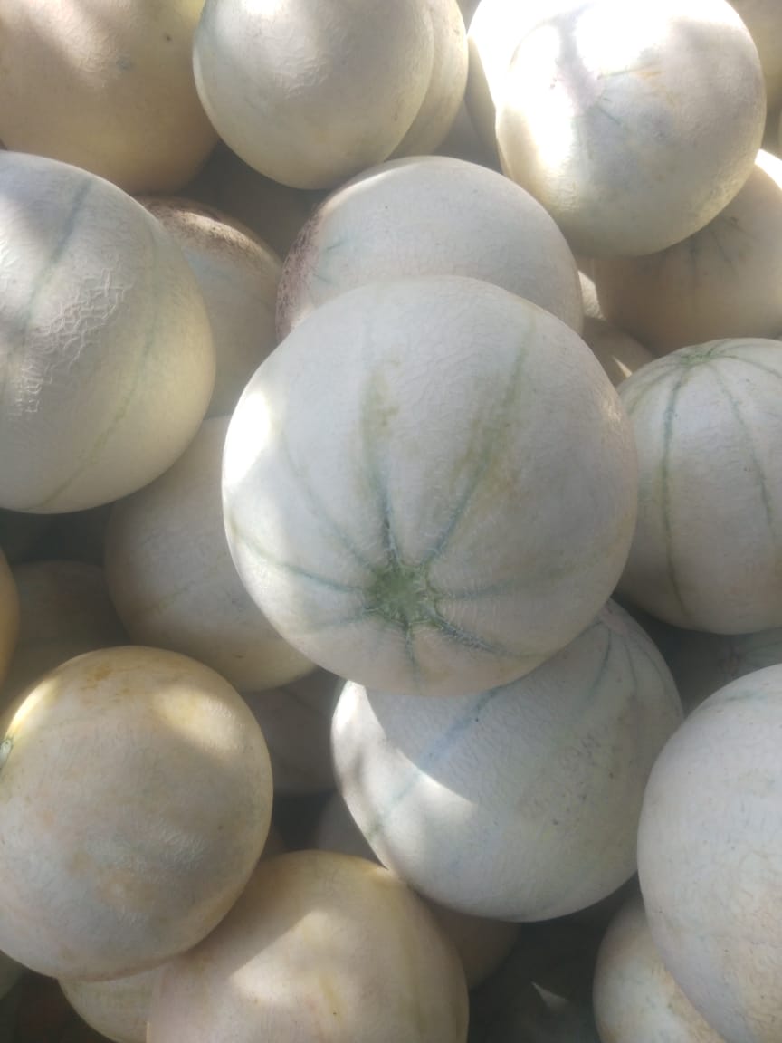 Muskmelon