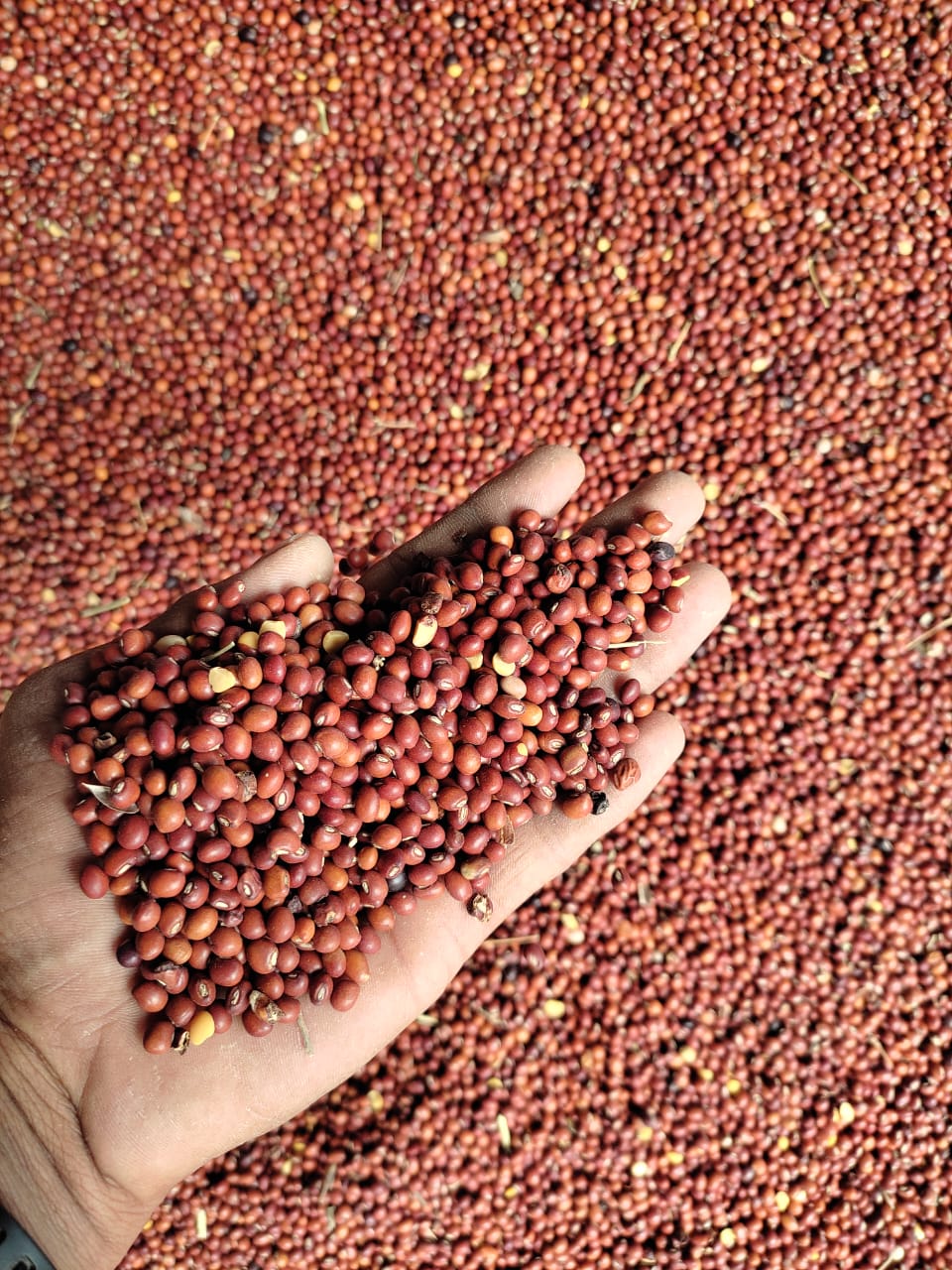 Red Sorghum